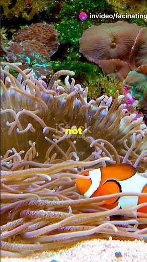 ClownFish - Facinating Facts