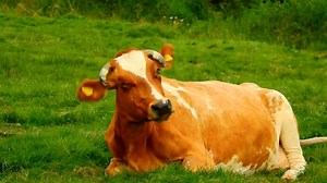 Christmas Tree, Christmas