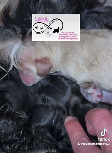 American Cocker Spaniel Puppies💙🤍💙🤍🩷
