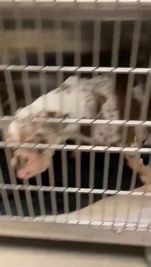 20K views · 1.1K reactions | MIAMI FL3/21 URGENT Poor little girl...