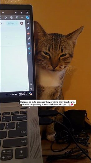 Proof Your Cat Is Secretly In Love With You 🐾❤️