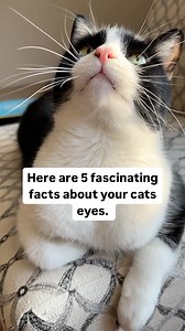 33K views · 14 reactions | Did you know these facts? ❤️ #catfacts #cats101 #catseyes #cuteanimals #bestmeow #cats_of_instagram #catstagram #catlovers #catloversworld #catpeople #feline #felinefriends | The Cat Crew | Facebook