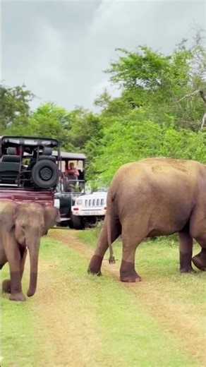 This Is What Elephants Look Like When They’re Truly Safe 🐘✨| Elefantes #elephantconservation