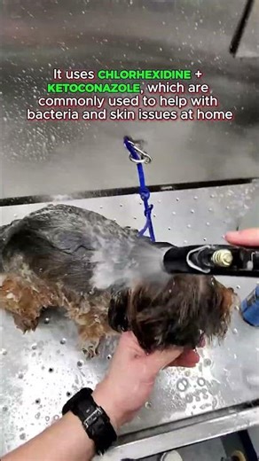 Corn chip smell? That’s not normal and this could help get rid of it! #doggrooming #dogbath