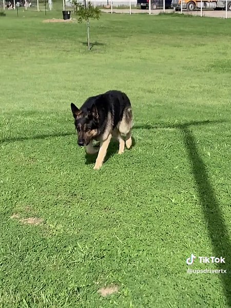 I am a UPS driver and i want to be friends with your baby doggies!! 🙌🏻🐶 #upsdrivertx #upsdogs #wholesome #fyp