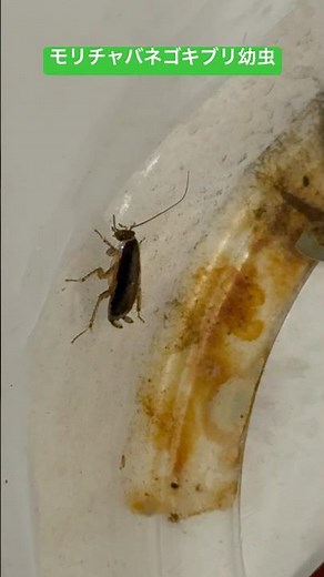 モリチャバネゴキブリ幼虫です。#モリチャバネゴキブリ #ゴキブリ #害虫防除技術研究所 #モストップ