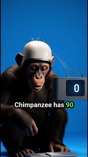 Which animal has highest IQ? #subscribe#facts#viralshort