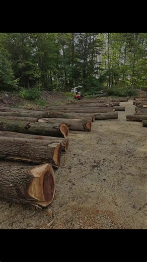 Keep moving more walnut sawlogs from our old suppliers in northern Midwest states 🤝thanks for your support ,we always open for a long term business 🤝