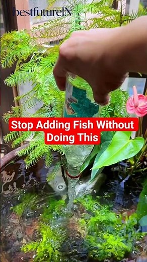 Stop Adding Fish Without Doing This 🛑 Aquarium Preparation Guide #lifehacks #aquascape #usashorts