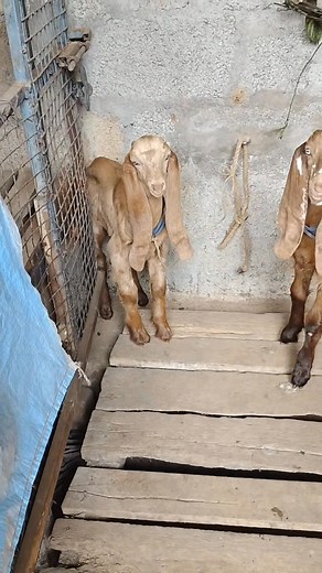 Jamnapari goat for sale top quality bread #goatfram #virelvideo #farmerlife #farmer #trending #farming #GOAT #transport #farmersmarket #farm | Sonu Kumar