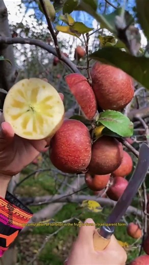The most satisfying rural harvest you've ever seen! 🌿 Nature is amazing! #fruit #nature #shorts