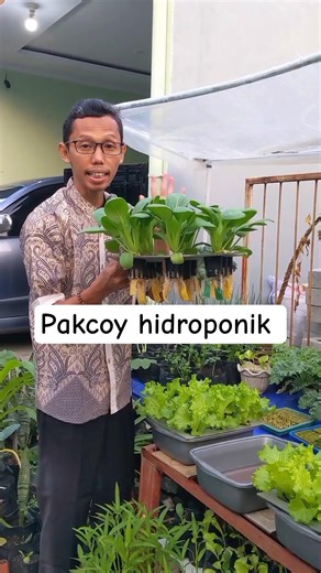 beginner hydroponic system #janurinurhidayat #gardening