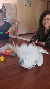 Casper joined our volunteers making enrichment for the cats, birds and genets - I think the project got his seal of approval 😀 Casper had many homess before he finally found his forever home at Twala. He's hilarious, but he's also noisy and massively destructive - he's personally responsible for the damage beyond repair to many items of furniture, skirting boards, the WiFi router, laptops and cables, and on one memorable occasion he got into the cash box and ripped up the float. We have many re