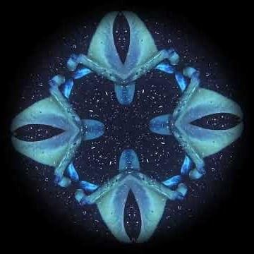 Night Dive Kaleidoscope #scubadiving #divng #hawaiianisland #manta