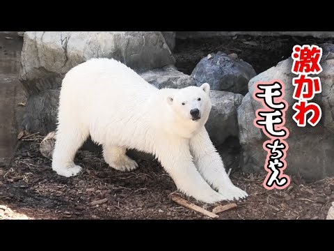 モモ 豪太 男鹿水族館 GAO｜Polar bear ホッキョクグマ しろくま シロクマ