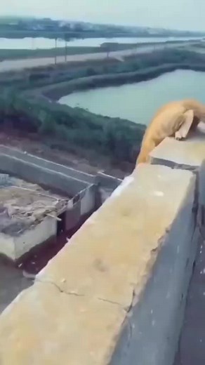 Orange Cat Jumps into Water from Concrete Ledge