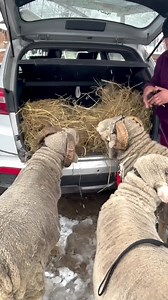 1M views · 26K reactions | New sheep  merino top quality video #mario #topquality #viralreelsfb | Rameez Bhai | Facebook