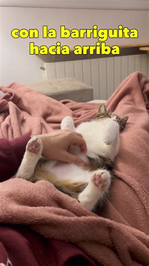 ¿Tu gato se tumba panza arriba sin miedo? 😻 ¿Duerme profundamente en cualquier rincón de casa? 💤🐾 Eso no es casualidad… son señales claras de que se siente seguro, tranquilo y feliz contigo 🏡💙 Pero ojo 👀, no son las únicas. En el vídeo completo de nuestro canal de YouTube #MascotasYFamiliasFelices te cuento 7 signos clave que indican que tu compañero felino está viviendo su mejor vida en casa 🐱✨ 👉 Míralo aquí: https://yt.openinapp.co/78gbe