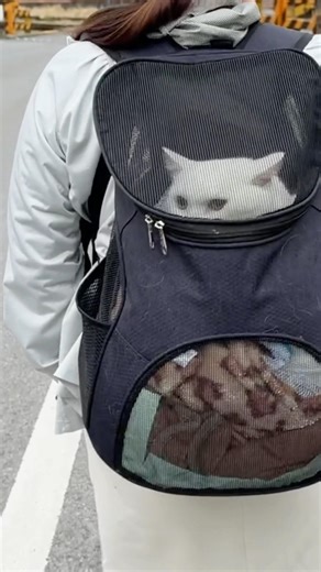 ママとお出かけGoing out with Mom #cat #scottishfold #cute # #बिल्ली #pets #고양이 #猫 #قطه