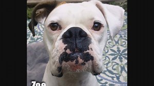 ZOE is looking for a HOME This young girl loves dogs, kids and life in general Zoe is available for adoption at BRLA http://www.boxer-rescue-la.com/dogs/zoe_may16.html | Boxer Rescue LA