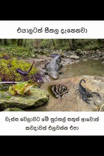 බුකියේ රස කතා අද 😂 | HC Fun Memes 🤣 #sinhala #shorts #memes Episode 2232 #athalmemes #shorts
