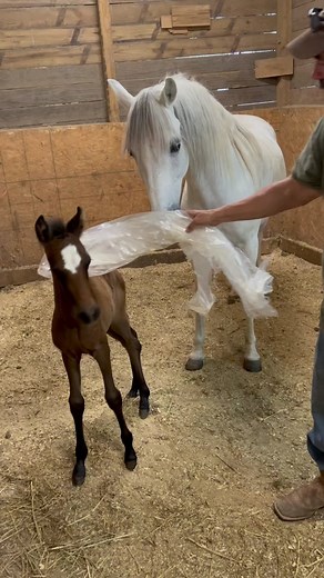 Paso Fino Horse Foal Desensitization Training