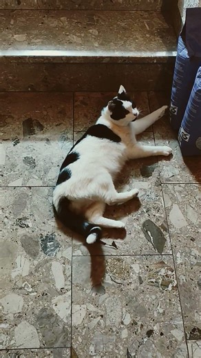 little pretty one 🐱 #cat #funny #shorts