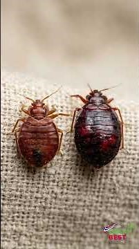 Bed Bugs Are Not Always About Dirt: Small, Hidden, and Easy to Carry Through Travel #ipm #facts