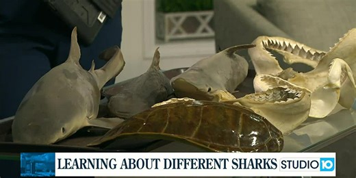 Learning about sharks with Dauphin Island Sea Lab