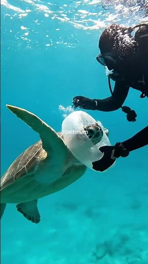 Turtle Stuck in Plastic Gets Freed #rescueefforts #wildliferescue #snorkeling #turtle #ocean #gopro