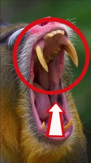 Ever Wondered Which Monkey Is The Loudest? #1 You Won’t Believe. #facts #animals #wildlife