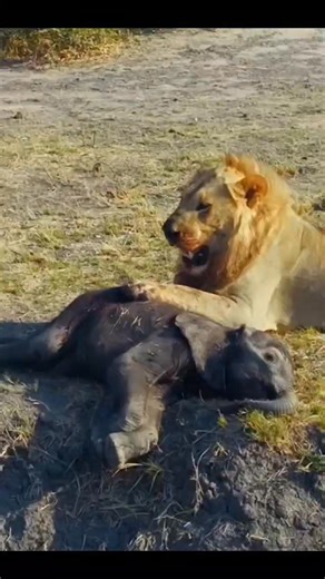 Rare & unthinkable Sighting of lone lion outsmarting a protective lone mother elephant to get a much prized kill - a baby elephant🐘🥹 The calf cried, the mother fought, but the lion’s persistence was unmatched. In a brutal display of power and desperation, the predator won. What followed was raw and haunting — the lion feasted on the fallen giant’s baby, a rare and savage sight few ever witness💔🐘 Her herd was far and she was a first time momma #africansafari #elephantconservation #saveelephan