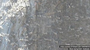 Watch closely. It's rock art in reality! A herd of bharal (Himalayan blue sheep) was seen walking on the precipitous cliffs, blending themselves into the rock face in the migrating season at Sanjiangyuan National Park, NW China’s Qinghai Province. | People's Daily, China