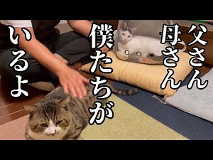 【愛猫の死】悲しむ主たちを励ますように寄り添ってくれる猫たちです
