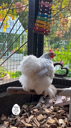 The most perfect fluffy bottom #perfect #fluff #fluffy #floof #beauty #beautifulday #beautiful #perfection #chickens #happyhens #chickensofinstagram #chicken #cute #lavender #silver #sunshine #garden #bottom #cloud #view #fluffbutt #happy | Eggs and Fluff