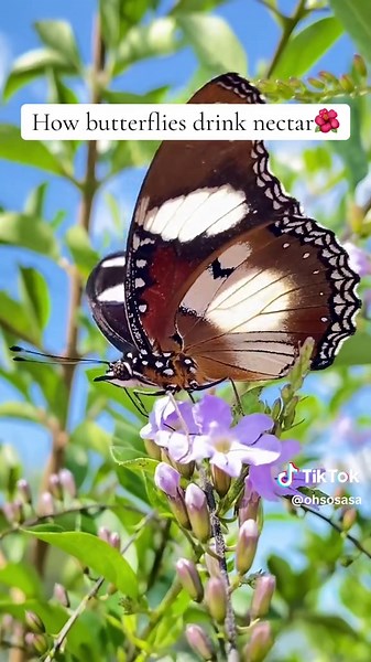 How Butterflies Drink Nectar: Fascinating Insights