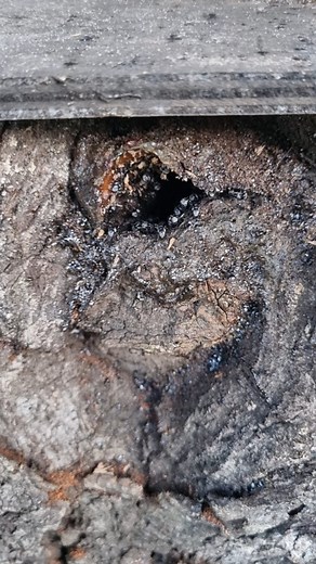 9.7K views · 11 reactions | Gorgeous stingless bee hive in a log with...