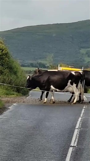 Cows Crossing, Rural Ireland, Expat Explore Travel from Laurie c. 🇮🇪