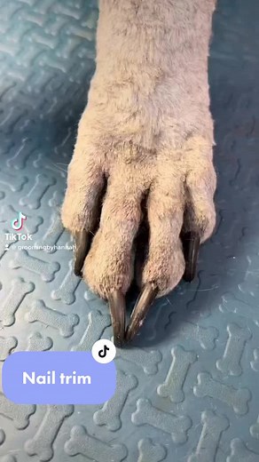 Dog Nail Trimming Tips and Tools for Black Nails