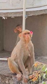 Emotional stability of a toddler after too much sugar #monkey #nature #wildlife #grandma