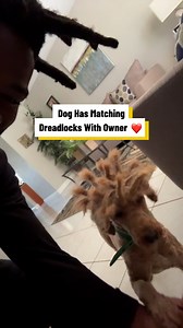 Dog Has Matching Dreadlocks With Owner 🐾 | Lovimals