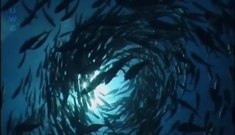 Nature TV - Rangiroa, a Award Winning six minutes diving video showing the Beauty of RANGIROA