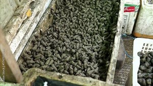 Conchs, clams, mussels, and crabs in the Chinese fish market