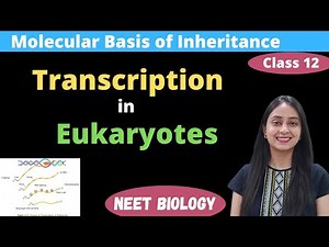 Transcription in Eukaryotes | Class 12 | Molecular basis of Inheritance