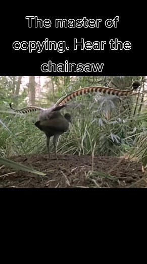 Master of Copying: Impersonating Birds and Chainsaws