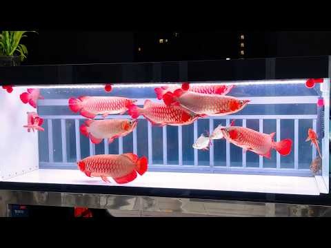 The Impossible Arowana Tank | 9 Red Dragon Fish Swimming Together
