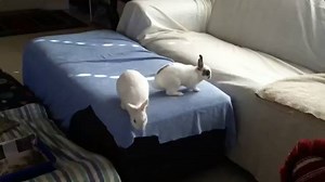 10K views · 583 reactions | #PlayTime | Bunny Box | Facebook