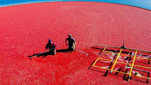 I Am Now Terrified To Visit A Cranberry Bog After Learning This Scary Fact