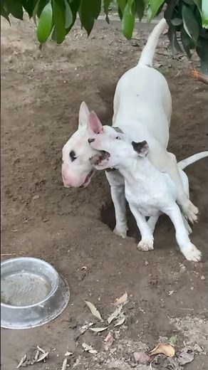 English bull terrier #bullterrier #petshub #pitbull #fyp