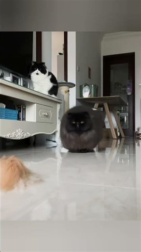 The Absolute UNIT. 🖤 Fluffiest Cat Ever!